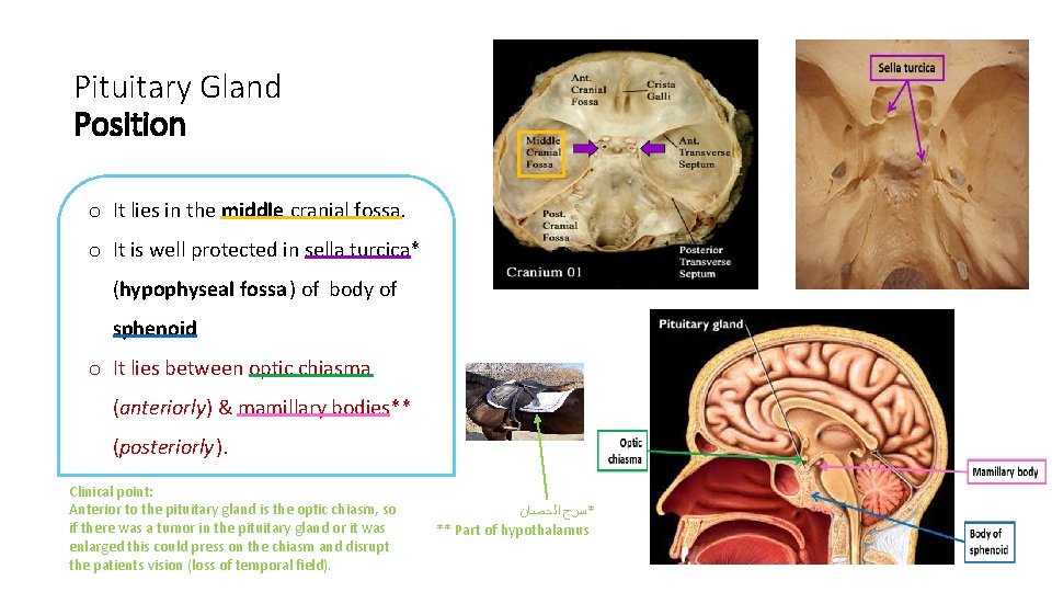 Pituitary Gland Position o It lies in the middle cranial fossa. o It is