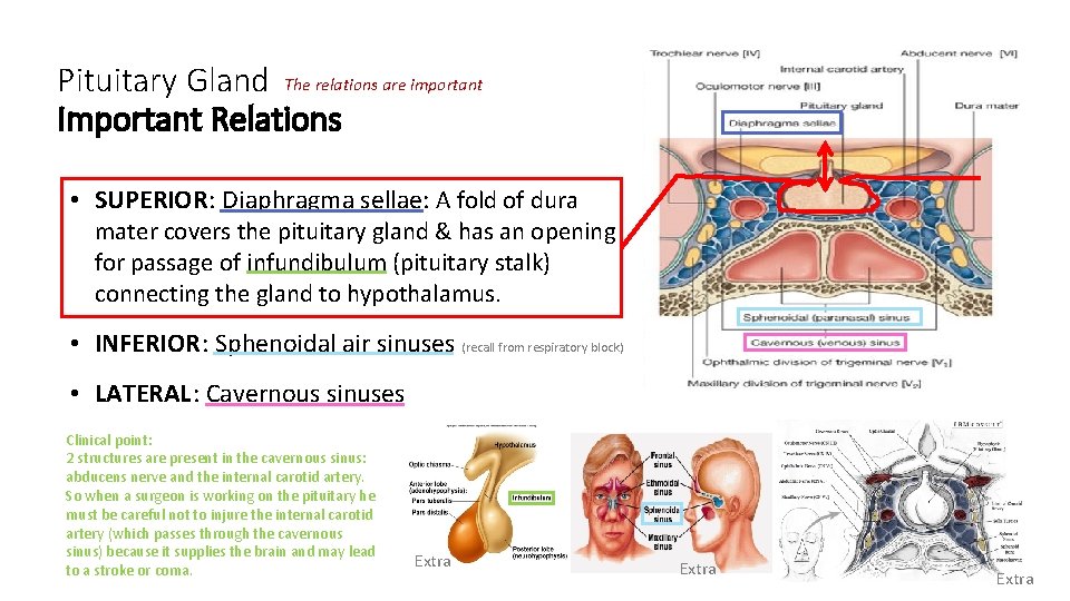 Pituitary Gland The relations are important Important Relations • SUPERIOR: Diaphragma sellae: A fold