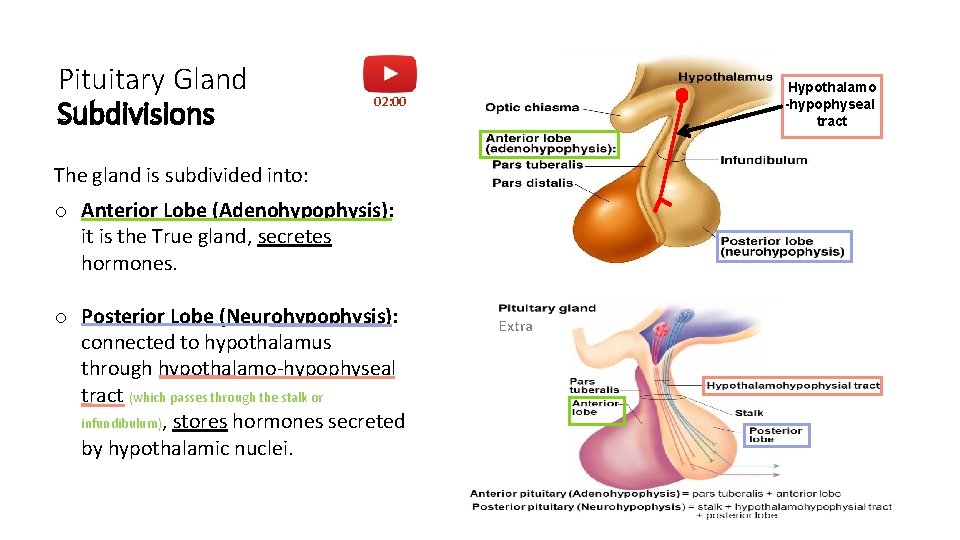 Pituitary Gland Subdivisions Hypothalamo -hypophyseal tract 02: 00 The gland is subdivided into: o
