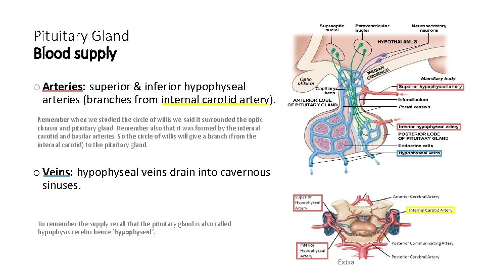 Pituitary Gland Blood supply o Arteries: superior & inferior hypophyseal arteries (branches from internal