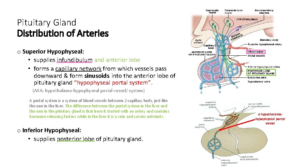 Pituitary Gland Distribution of Arteries o Superior Hypophyseal: • supplies infundibulum and anterior lobe