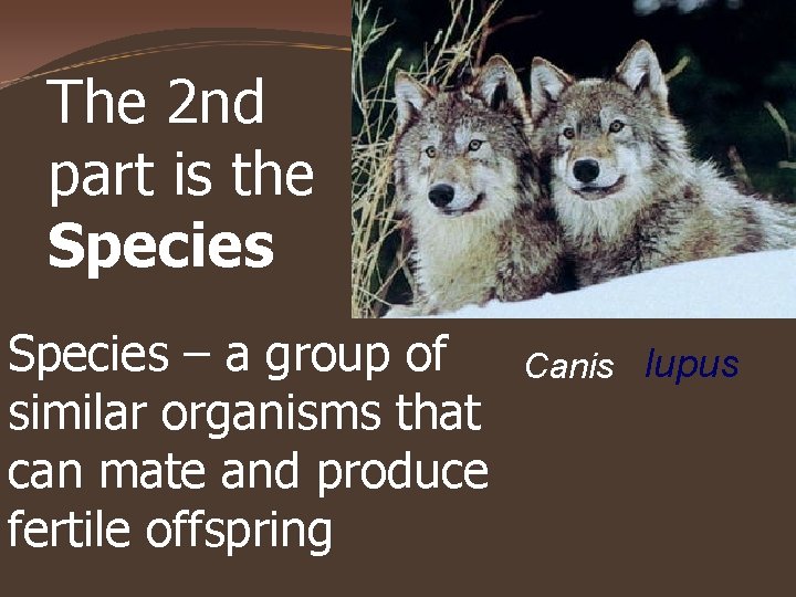 The 2 nd part is the Species – a group of similar organisms that