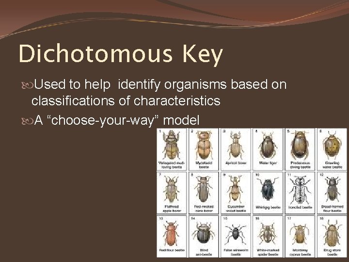 Dichotomous Key Used to help identify organisms based on classifications of characteristics A “choose-your-way”