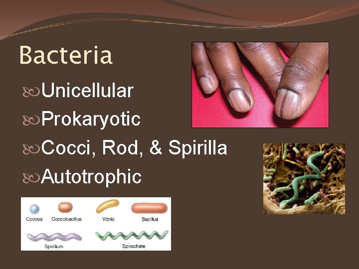 Bacteria Unicellular Prokaryotic Cocci, Rod, & Spirilla Autotrophic 