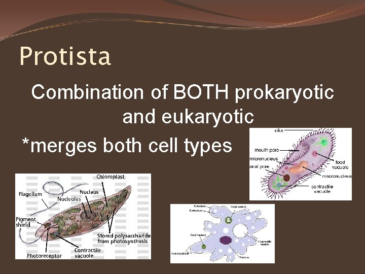 Protista Combination of BOTH prokaryotic and eukaryotic *merges both cell types 