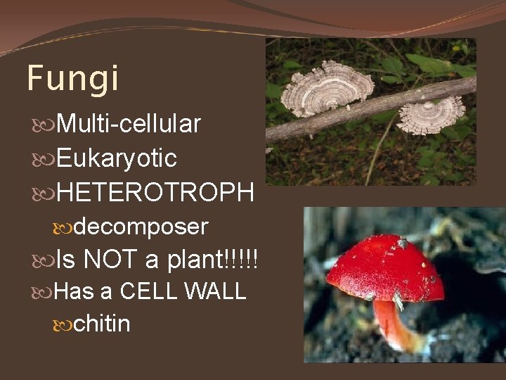 Fungi Multi-cellular Eukaryotic HETEROTROPH decomposer Is NOT a plant!!!!! Has a CELL WALL chitin