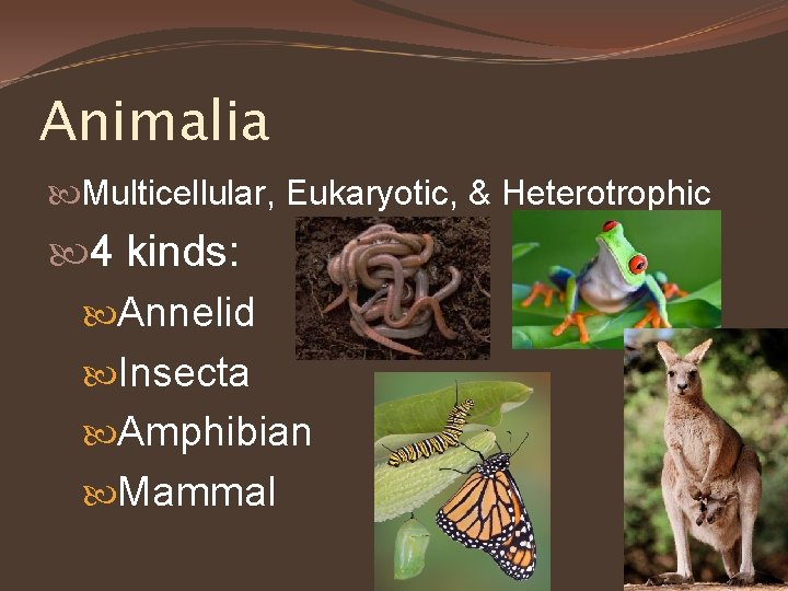 Animalia Multicellular, Eukaryotic, & Heterotrophic 4 kinds: Annelid Insecta Amphibian Mammal 