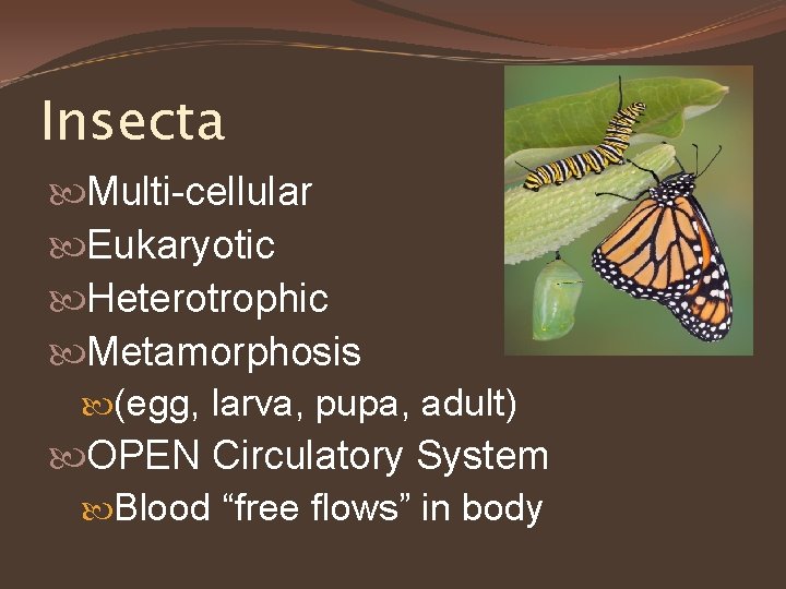 Insecta Multi-cellular Eukaryotic Heterotrophic Metamorphosis (egg, larva, pupa, adult) OPEN Circulatory System Blood “free