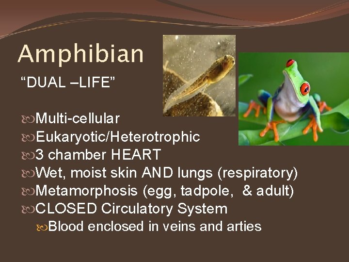 Amphibian “DUAL –LIFE” Multi-cellular Eukaryotic/Heterotrophic 3 chamber HEART Wet, moist skin AND lungs (respiratory)
