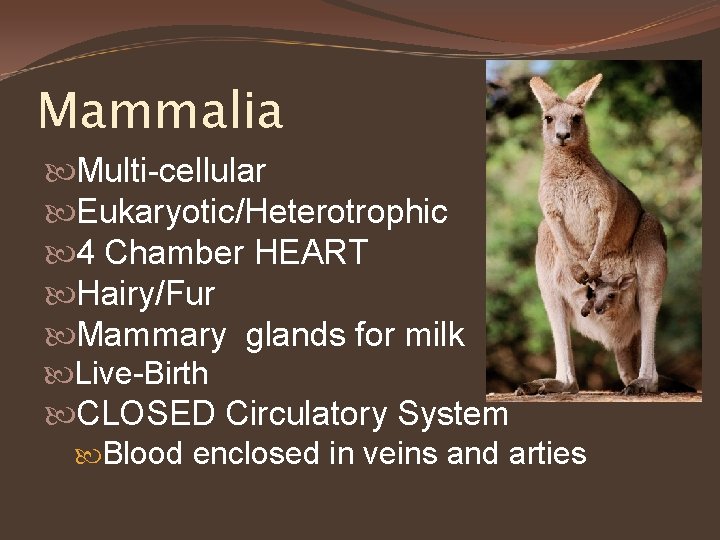 Mammalia Multi-cellular Eukaryotic/Heterotrophic 4 Chamber HEART Hairy/Fur Mammary glands for milk Live-Birth CLOSED Circulatory