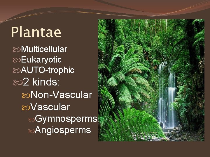 Plantae Multicellular Eukaryotic AUTO-trophic 2 kinds: Non-Vascular Gymnosperms Angiosperms 