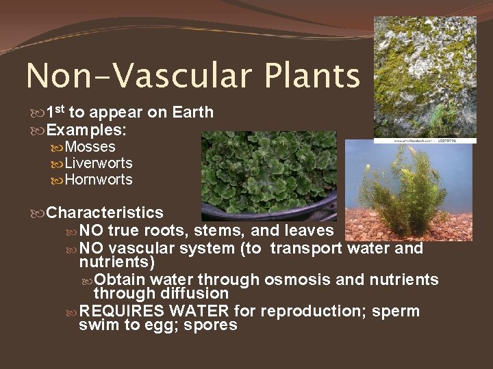 Non-Vascular Plants 1 st to appear on Earth Examples: Mosses Liverworts Hornworts Characteristics NO