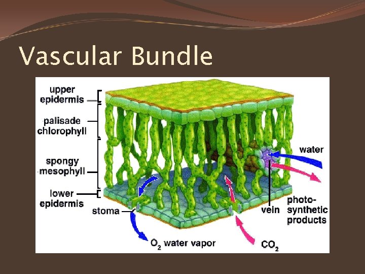 Vascular Bundle 