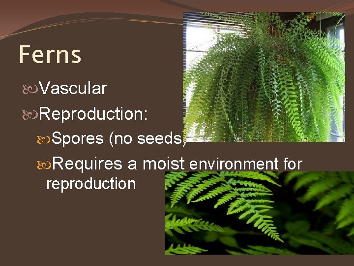 Ferns Vascular Reproduction: Spores (no seeds) Requires a moist environment for reproduction 