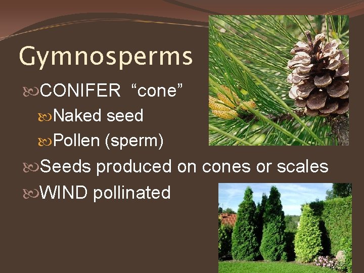 Gymnosperms CONIFER “cone” Naked seed Pollen (sperm) Seeds produced on cones or scales WIND