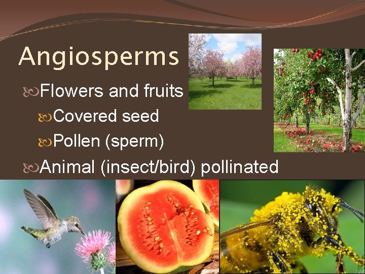 Angiosperms Flowers and fruits Covered seed Pollen (sperm) Animal (insect/bird) pollinated 