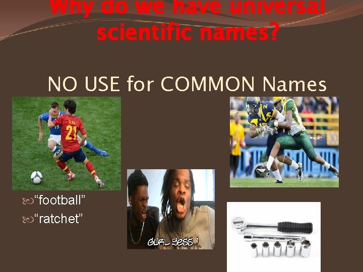 Why do we have universal scientific names? NO USE for COMMON Names “football” “ratchet”