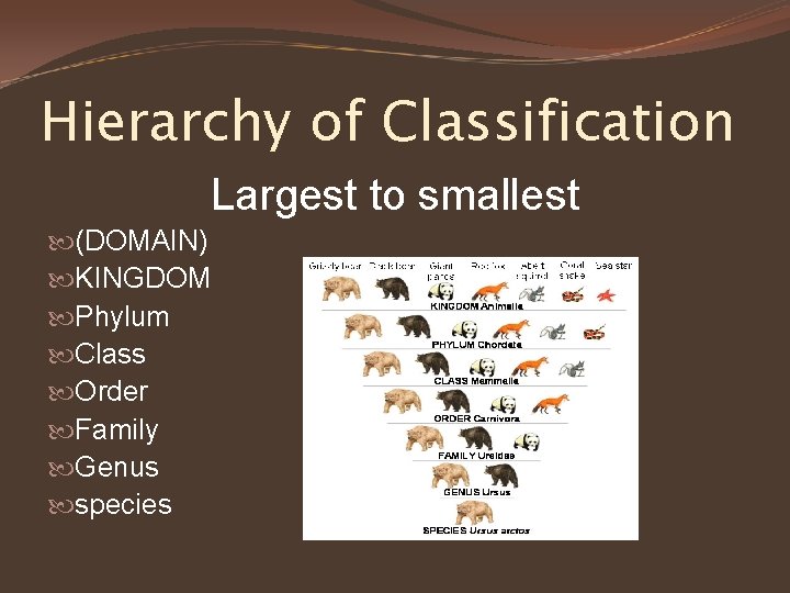 Hierarchy of Classification Largest to smallest (DOMAIN) KINGDOM Phylum Class Order Family Genus species