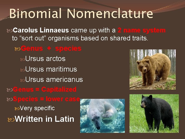 Binomial Nomenclature Carolus Linnaeus came up with a 2 name system to “sort out”