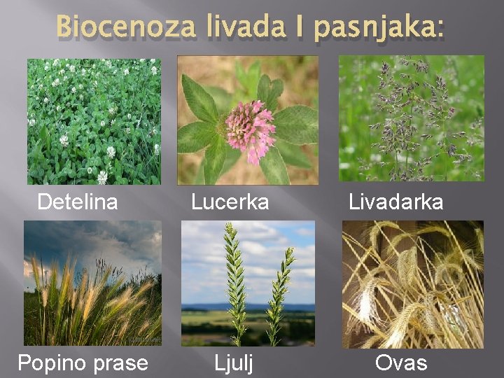 Biocenoza livada I pasnjaka: Detelina Lucerka Livadarka Popino prase Ljulj Ovas 