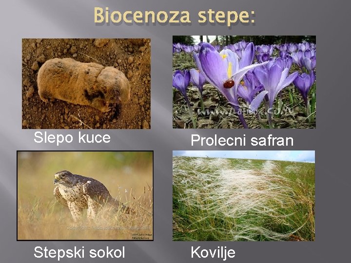 Biocenoza stepe: Slepo kuce Prolecni safran Stepski sokol Kovilje 