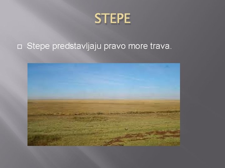 STEPE Stepe predstavljaju pravo more trava. 