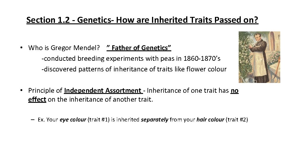 Section 1. 2 Genetics How are Inherited Traits Passed on? • Who is Gregor