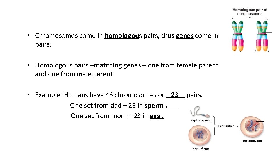  • Chromosomes come in homologous pairs, thus genes come in pairs. • Homologous