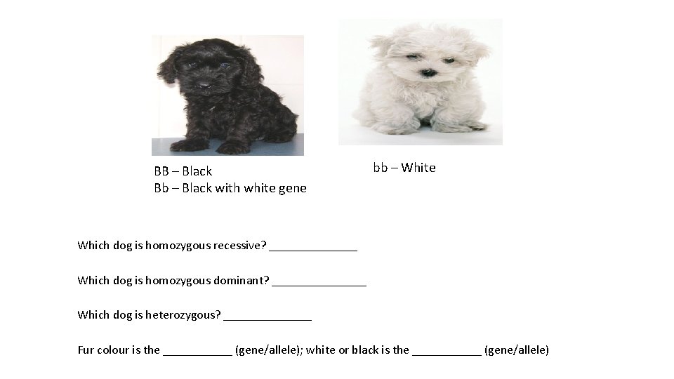 BB – Black Bb – Black with white gene bb – White Which dog