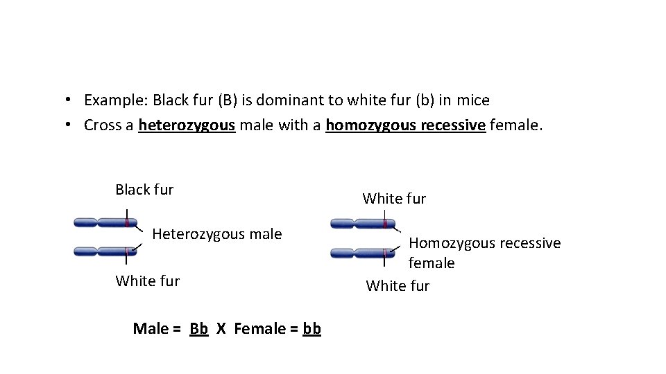  • Example: Black fur (B) is dominant to white fur (b) in mice
