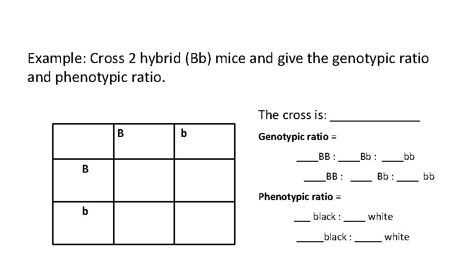 Example: Cross 2 hybrid (Bb) mice and give the genotypic ratio and phenotypic ratio.