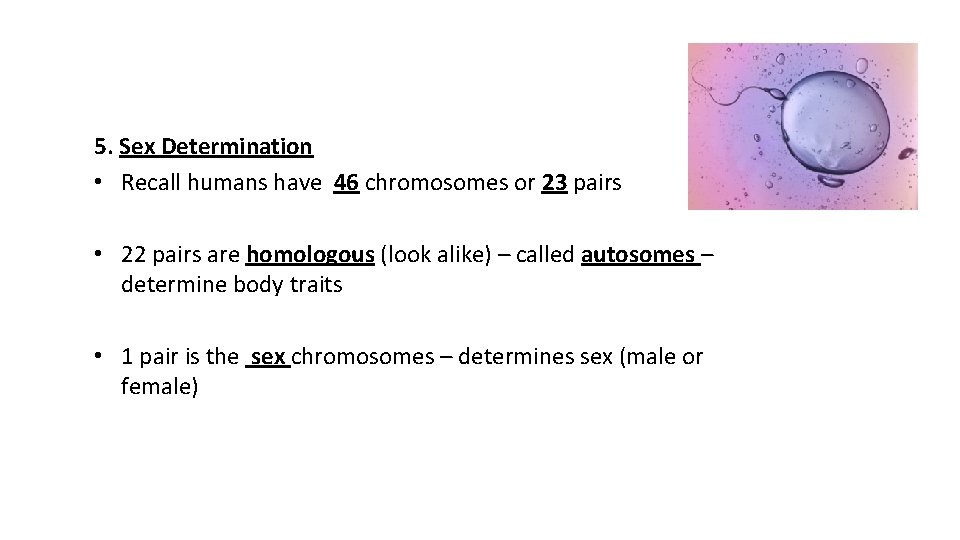 5. Sex Determination • Recall humans have 46 chromosomes or 23 pairs • 22