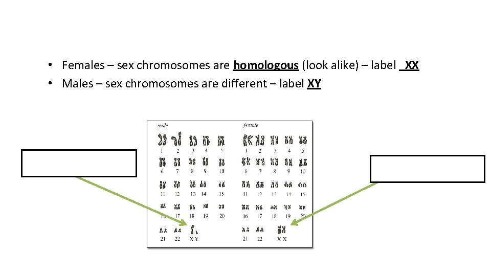  • Females – sex chromosomes are homologous (look alike) – label XX •