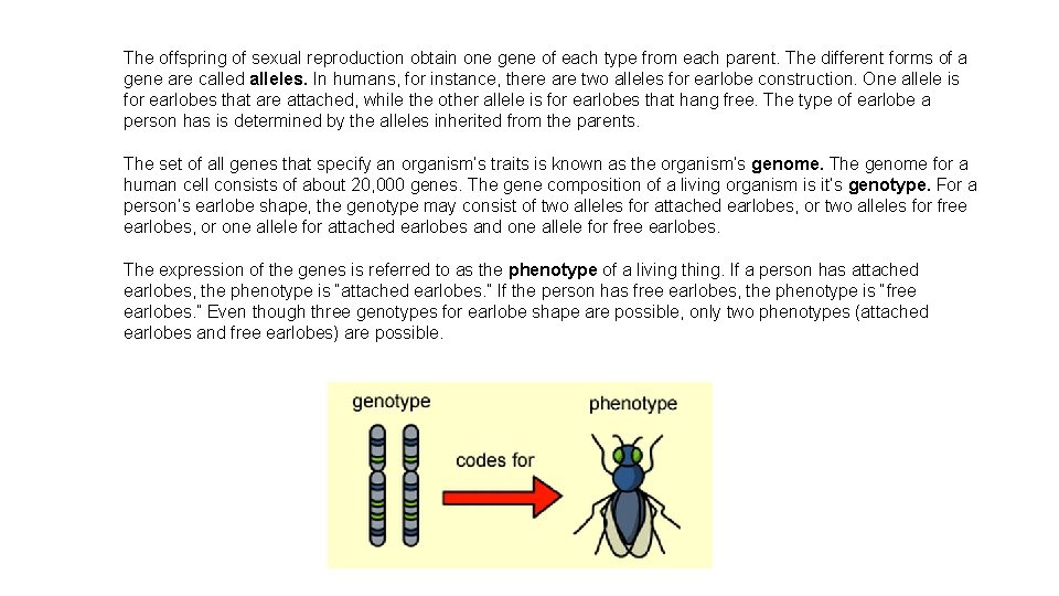The offspring of sexual reproduction obtain one gene of each type from each parent.