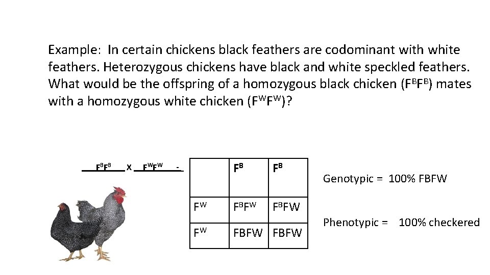 Example: In certain chickens black feathers are codominant with white feathers. Heterozygous chickens have