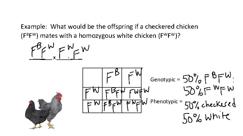 Example: What would be the offspring if a checkered chicken (FBFW) mates with a