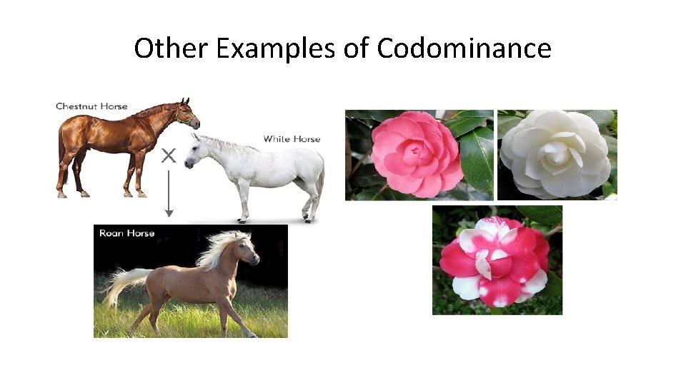 Other Examples of Codominance 