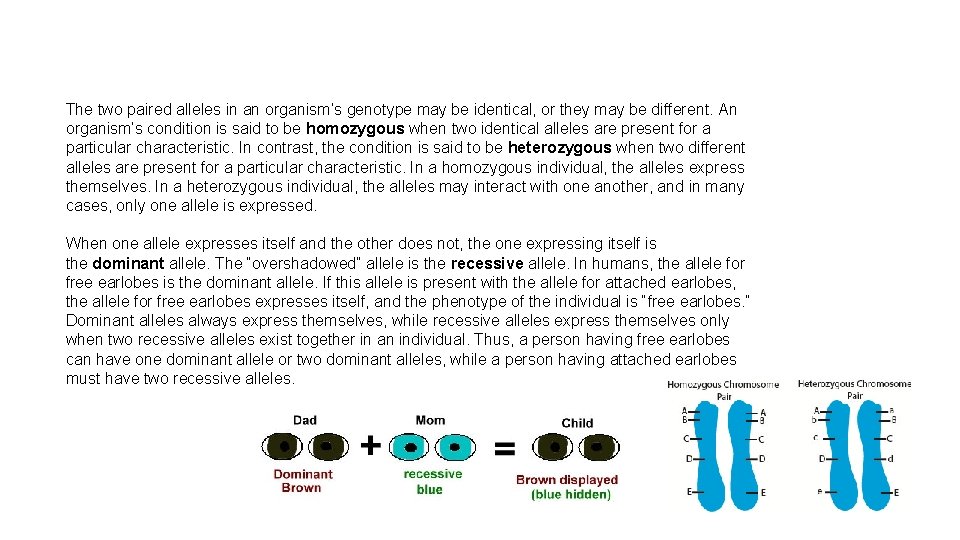 The two paired alleles in an organism’s genotype may be identical, or they may