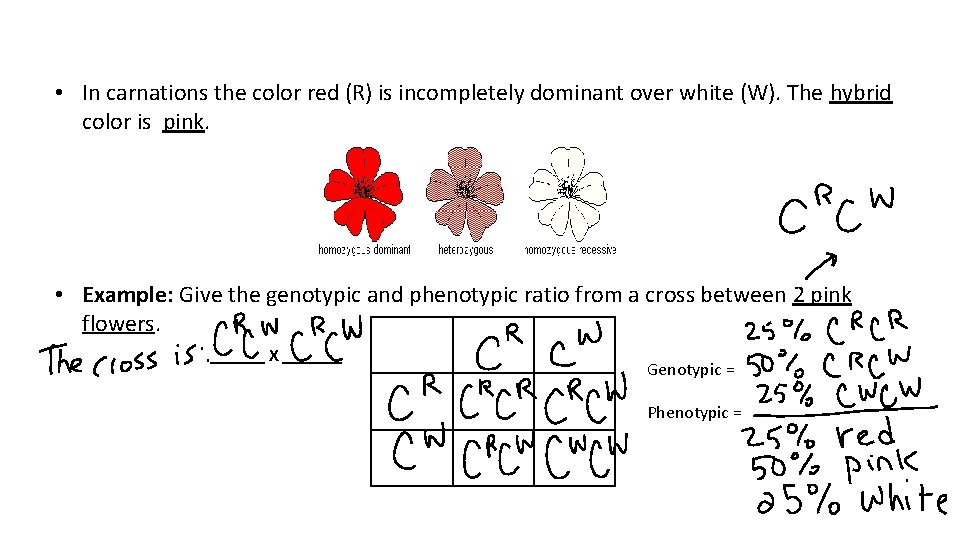  • In carnations the color red (R) is incompletely dominant over white (W).