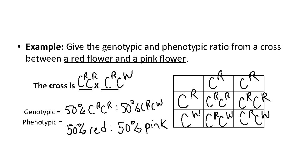  • Example: Give the genotypic and phenotypic ratio from a cross between a