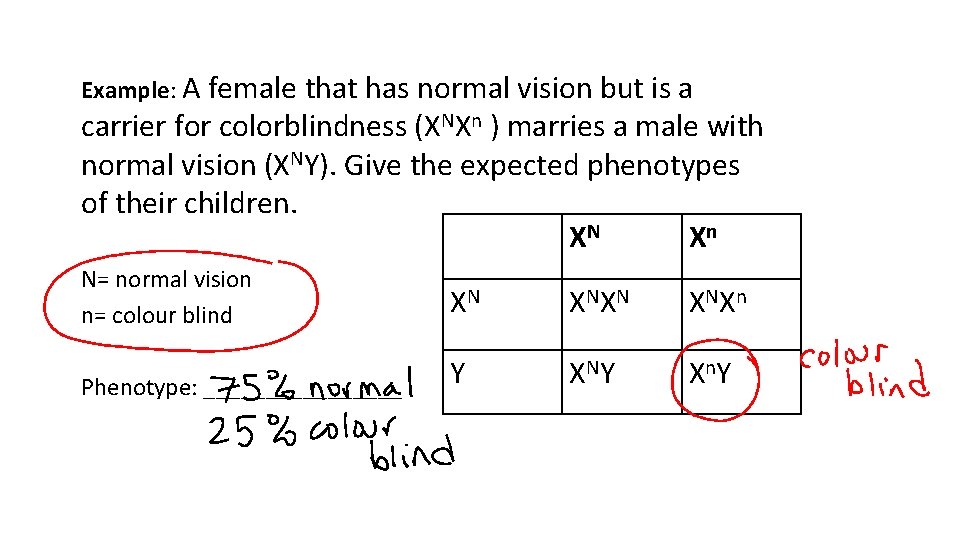 Example: A female that has normal vision but is a carrier for colorblindness (XNXn