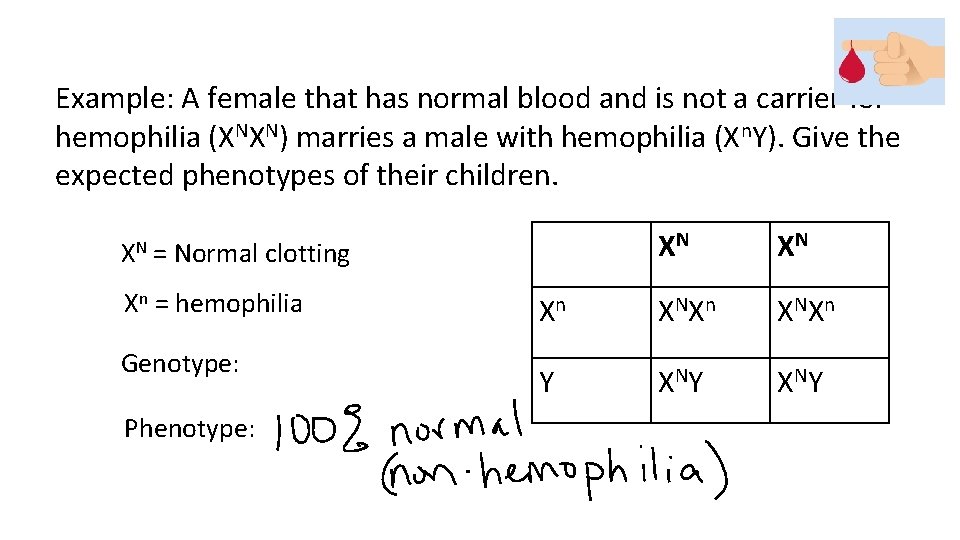 Example: A female that has normal blood and is not a carrier for hemophilia