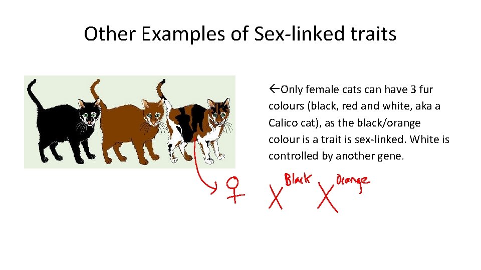 Other Examples of Sex-linked traits Only female cats can have 3 fur colours (black,