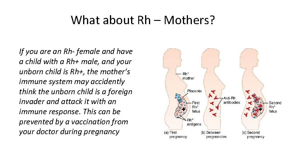 What about Rh – Mothers? If you are an Rh- female and have a