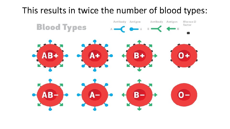 This results in twice the number of blood types: 