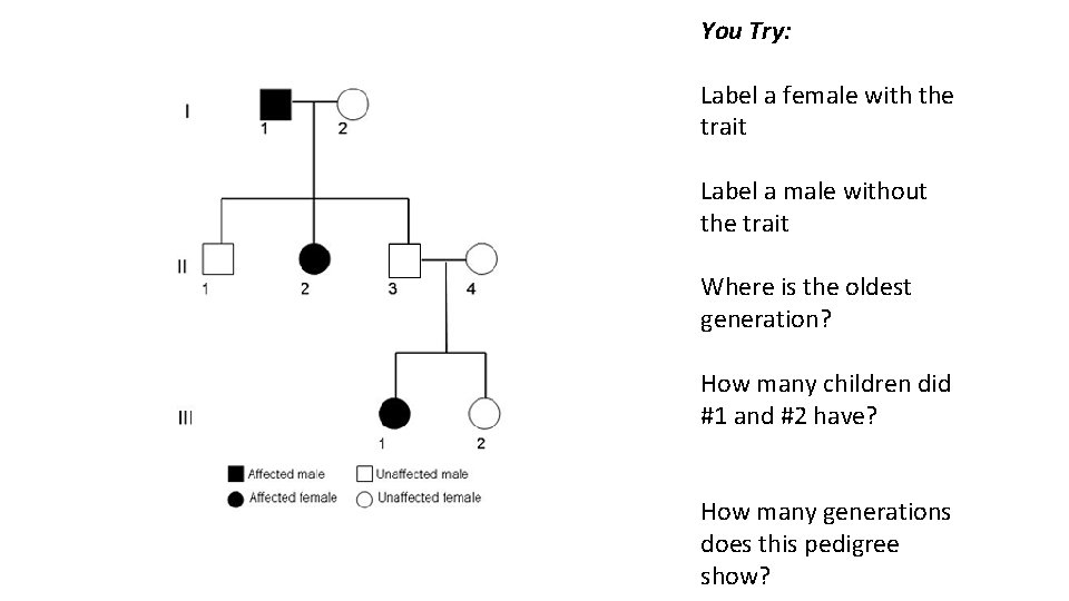 You Try: Label a female with the trait Label a male without the trait