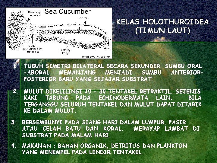 KELAS HOLOTHUROIDEA (TIMUN LAUT) 1. TUBUH SIMETRI BILATERAL SECARA SEKUNDER. SUMBU ORAL -ABORAL MEMANJANG