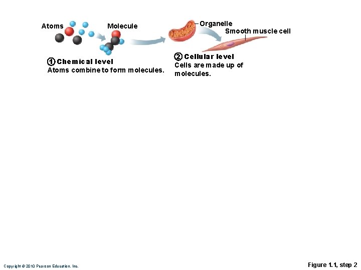 Atoms Molecule 1 Chemical level Atoms combine to form molecules. Copyright © 2010 Pearson