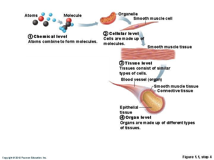 Atoms Molecule 1 Chemical level Atoms combine to form molecules. Organelle Smooth muscle cell