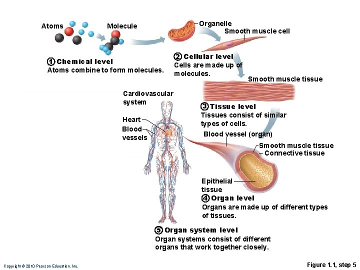 Atoms Organelle Smooth muscle cell Molecule 1 Chemical level Atoms combine to form molecules.